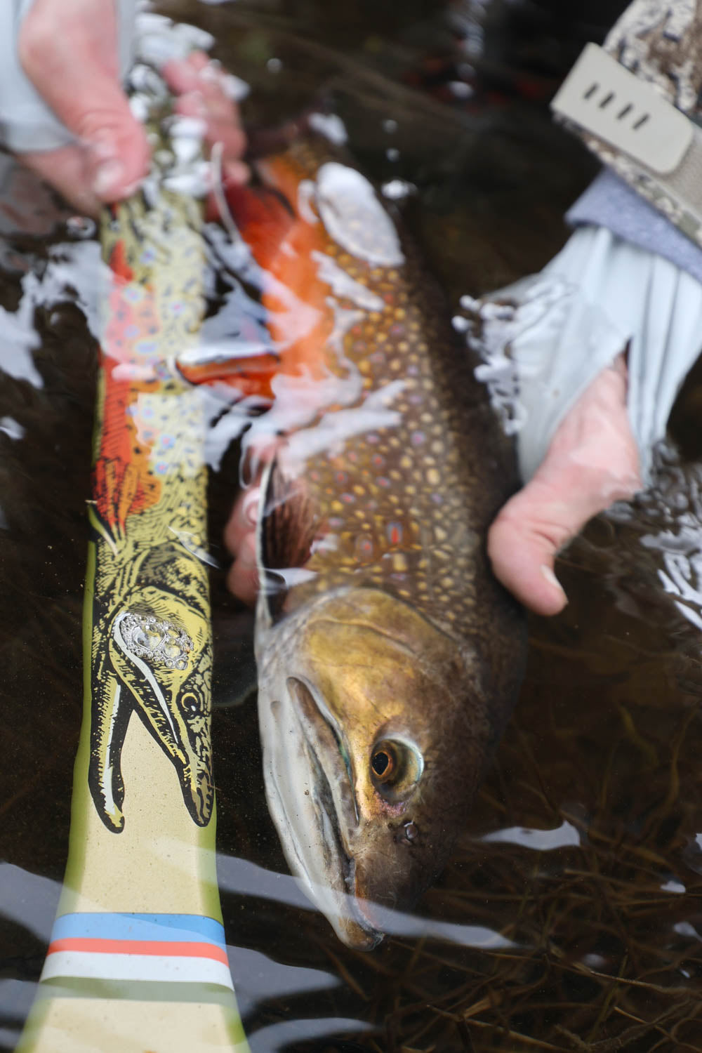 Photo of a brook trout in the water next to a net handle that has a drawing of a brook trout on it 