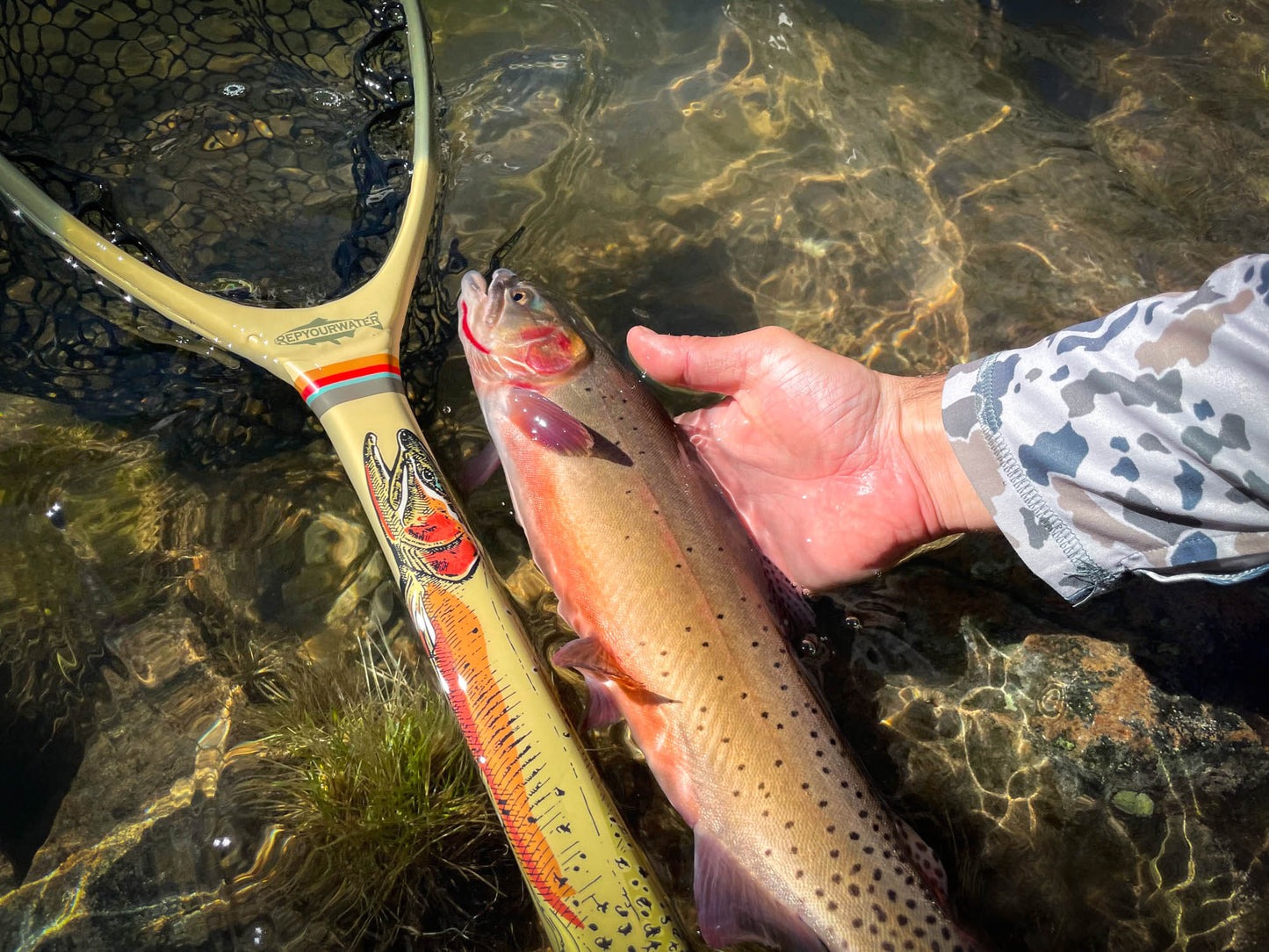 a cutthroat next to the cuthroat net