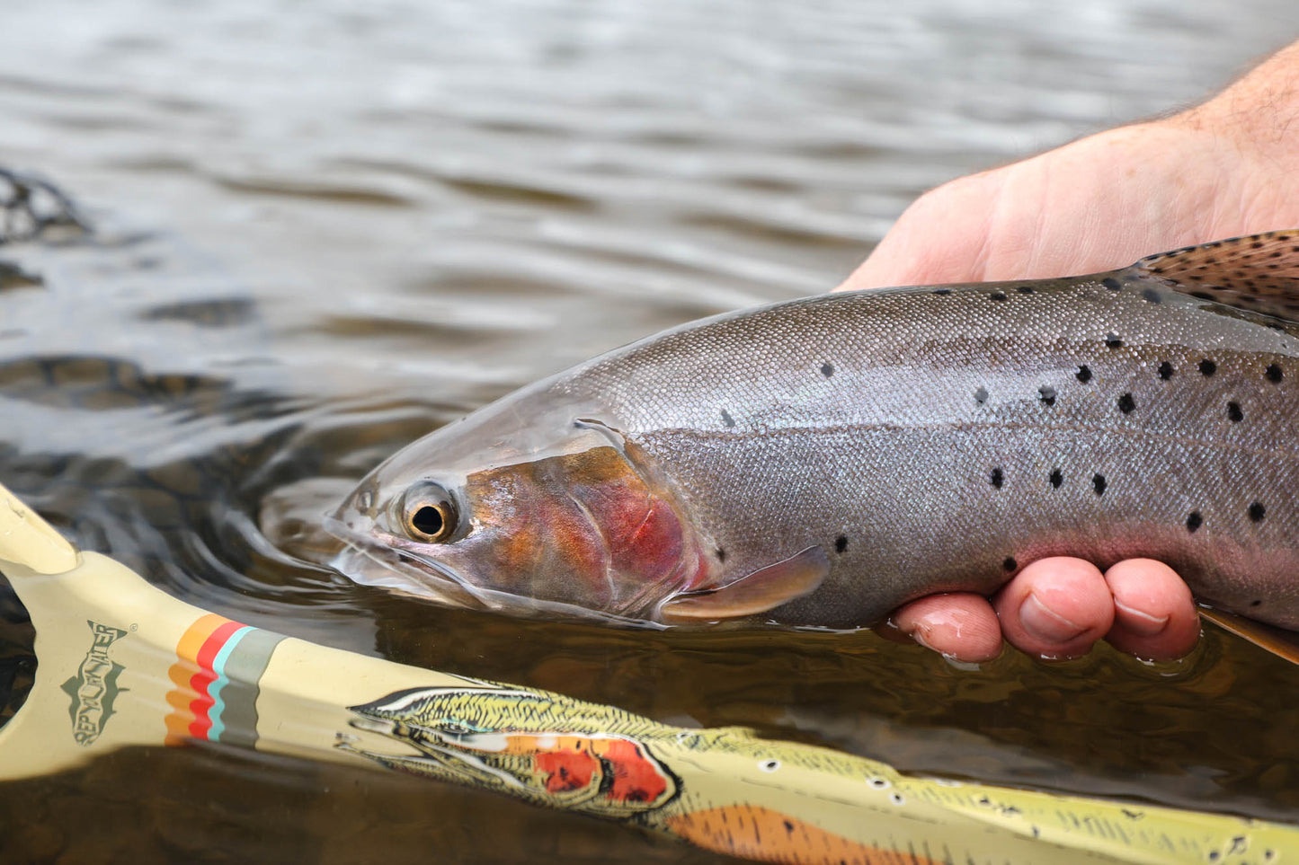 a cuthroat next to the cuthroat net