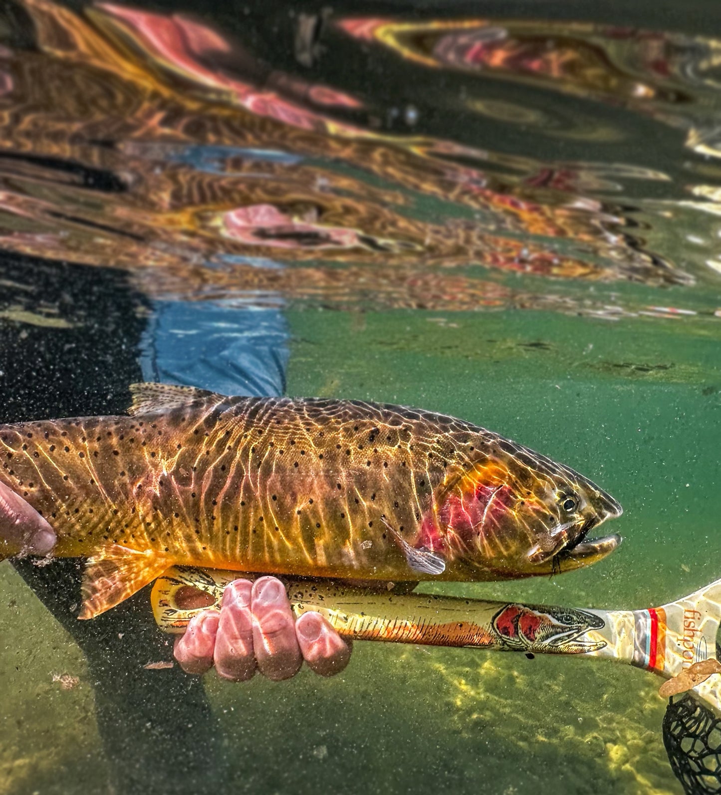 person holding a cutthroat under the water next to the cutthroat net