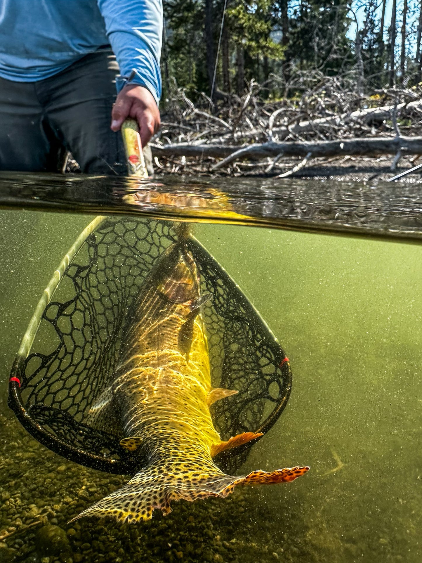 person netting a big cutthroat into the cuthroat net