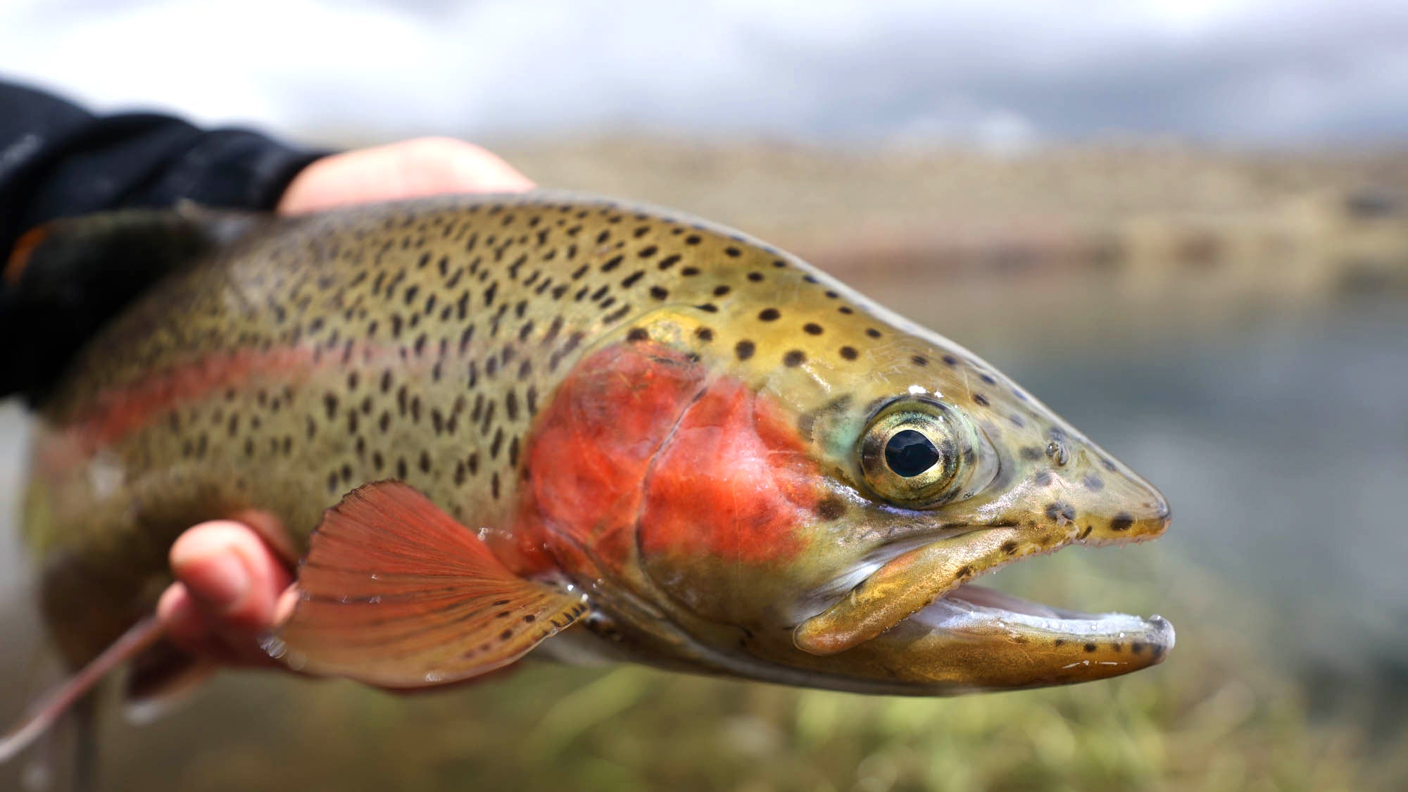 A brightly colored Rainbow Trout